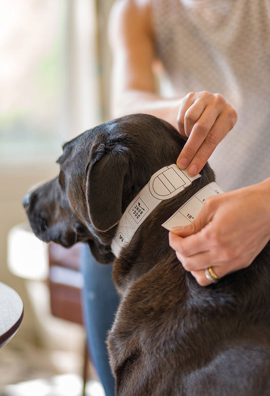 Designer Dog Collars, Australia's Coolest Pet Supplies